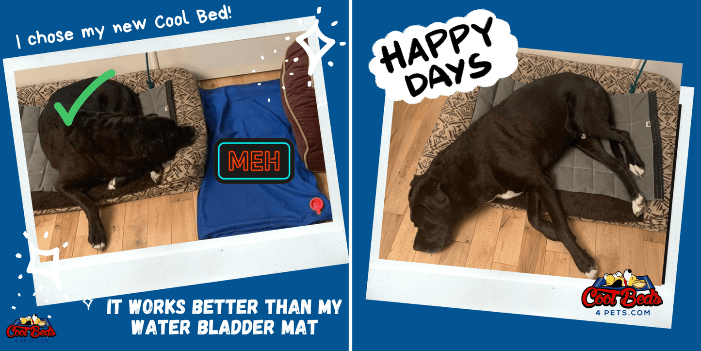 Rugged Deluxe Cool Bed