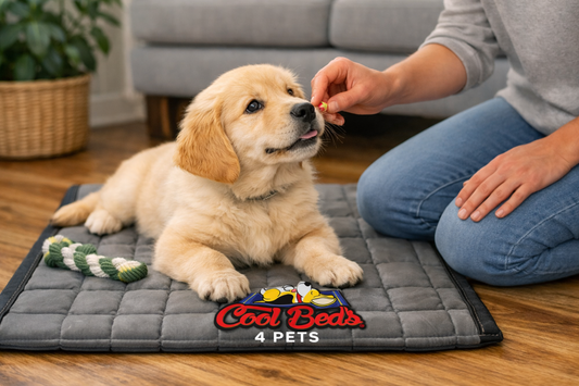 🧊 How to Train Your Dog to Love Their Cool Bed