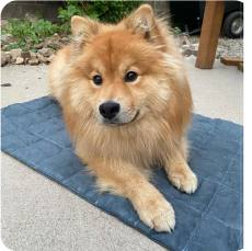 Why CoolBeds4Pets Is the Smartest Cooling Investment for Your Dog