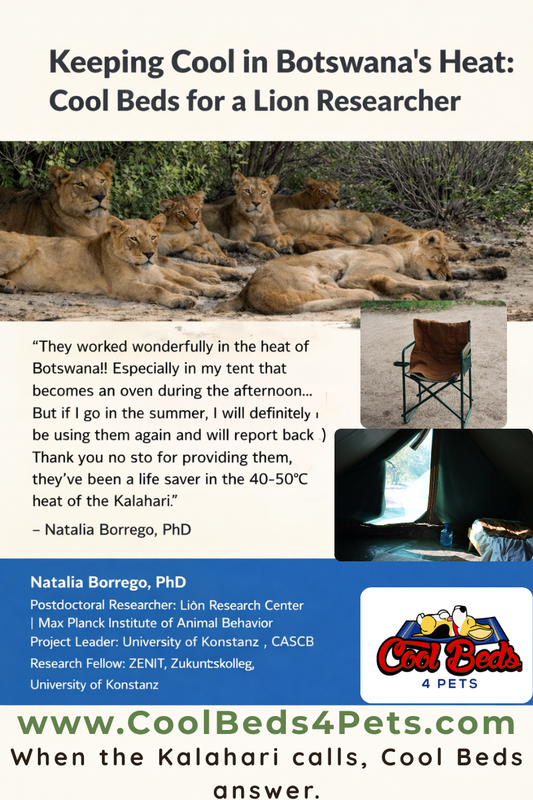 Keeping Cool in the Kalahari: How Cool Beds 4 Pets Supported Lion Research in 50°C Heat