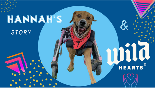 Hannah’s Story – Supporting Mobility Impaired Pets Through Wild Hearts