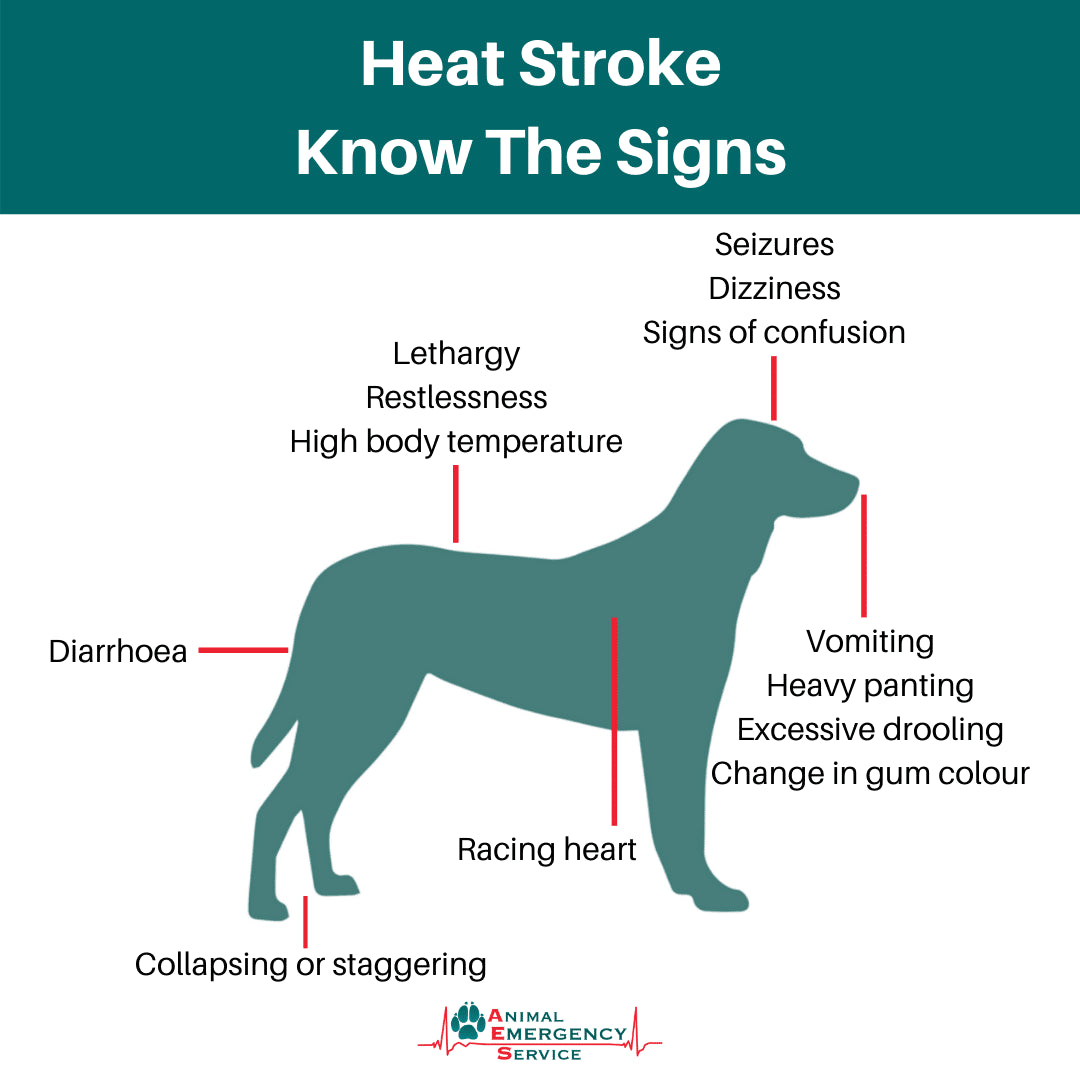 🌎🐾 Post: Helping Your Dog Stay Cool in a Warming World
