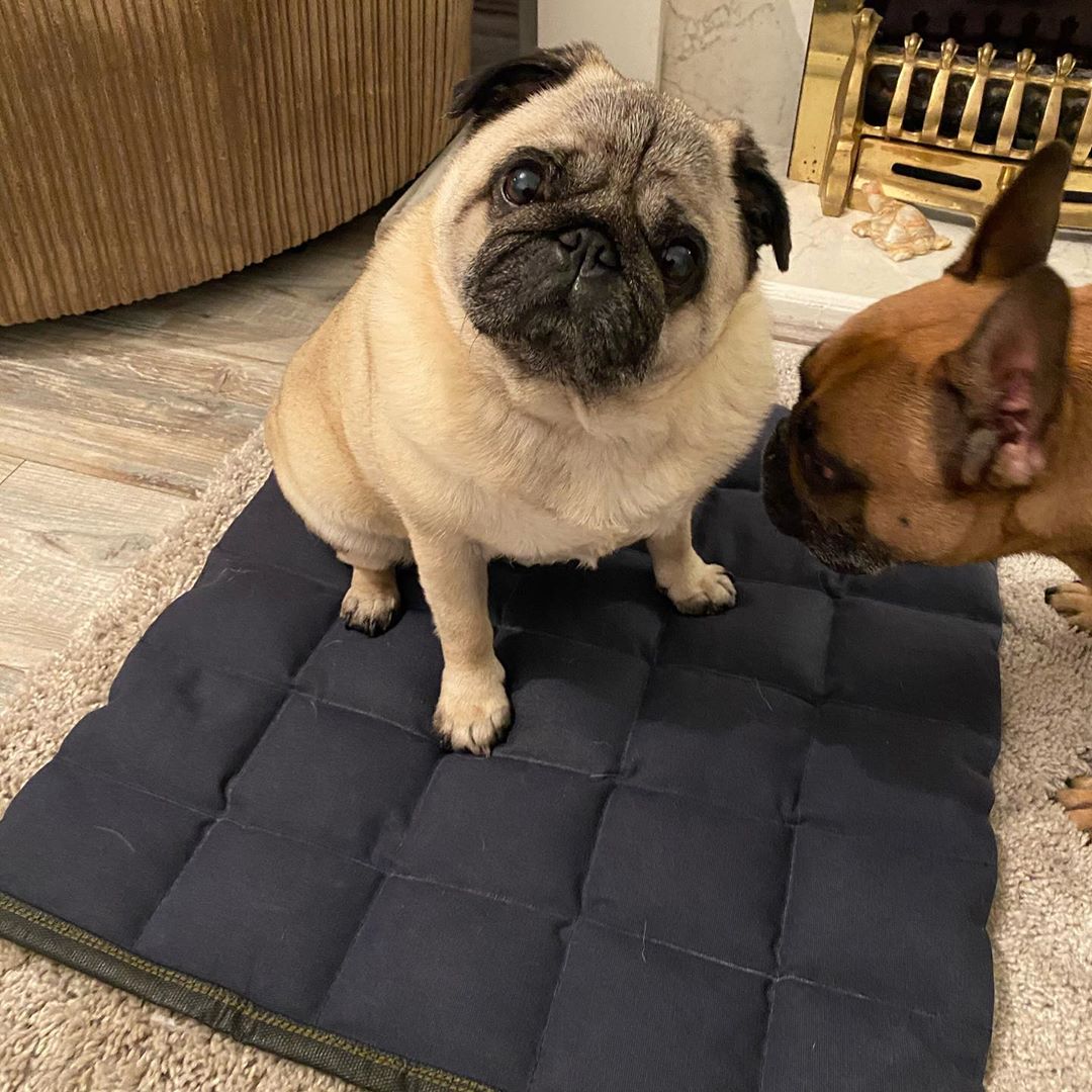 Rugged Deluxe Cool Bed